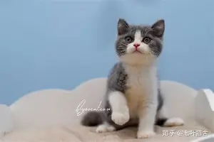 姆巴佩高分数据敲定后续来了的简单介绍